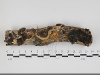 煙管菌藏品圖，第1張