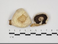 四孢蘑菇藏品圖，第1張