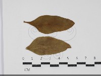 登錄號:F0034421藏品圖，第1張