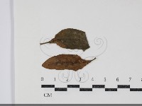 登錄號:F0034422藏品圖，第1張