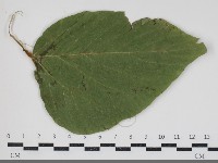 登錄號:F0034423藏品圖，第1張