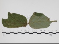 登錄號:F0034424藏品圖，第1張