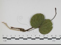 登錄號:F0034427藏品圖，第1張