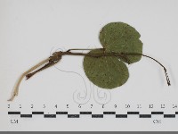 登錄號:F0034427藏品圖，第3張