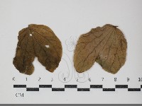 登錄號:F0034428藏品圖，第1張