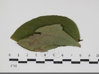 登錄號:F0034430藏品圖，第1張