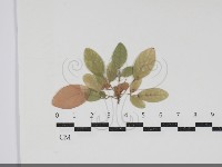 登錄號:F0034431藏品圖，第1張