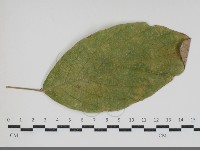 登錄號:F0034432藏品圖，第1張