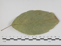 登錄號:F0034432藏品圖，第3張