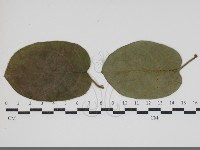 登錄號:F0034435藏品圖，第1張