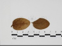 登錄號:F0034436藏品圖，第1張