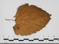 登錄號:F0034439藏品圖，第1張