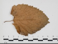 登錄號:F0034439藏品圖，第3張