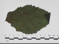 登錄號:F0034440藏品圖，第3張