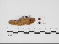 登錄號:F0034445藏品圖，第1張