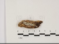 登錄號:F0034456藏品圖，第1張