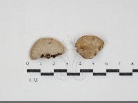 登錄號:F0034458藏品圖，第1張