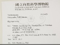 硬孔菌屬藏品圖，第2張