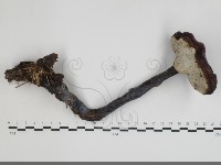 登錄號:F0034461藏品圖，第3張