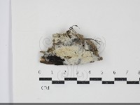 粗糙孢菌屬藏品圖，第1張