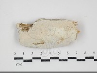 登錄號:F0034468藏品圖，第1張