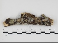 絲皮菌屬藏品圖，第1張