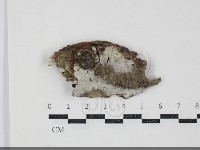 登錄號:F0034472藏品圖，第1張