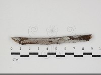 刺皮菌屬藏品圖，第3張