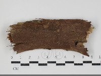 刺革菌屬藏品圖，第1張