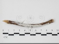 登錄號:F0034479藏品圖，第1張