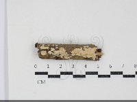 齒耳菌屬藏品圖，第1張