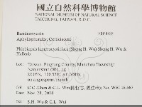 燈籠囊擬射脈菌藏品圖，第2張