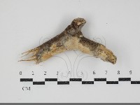 登錄號:F0034492藏品圖，第1張