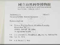 刺革菌屬藏品圖，第2張