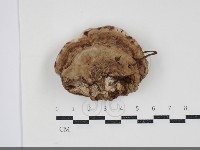 登錄號:F0034498藏品圖，第1張