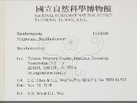 齒耳菌屬藏品圖，第2張