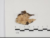 齒耳菌屬藏品圖，第1張