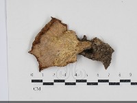 優雅波邊革菌藏品圖，第3張