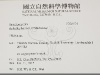 射脈菌屬藏品圖，第2張