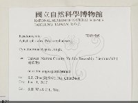 優雅波邊革菌藏品圖，第2張