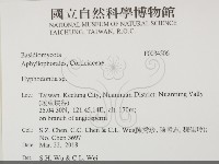 絲齒菌屬藏品圖，第2張