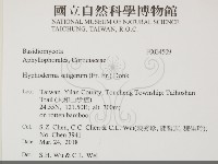 剛毛絲皮菌藏品圖，第2張