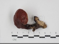 登錄號:F0034511藏品圖，第1張
