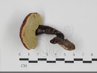 登錄號:F0034511藏品圖，第3張