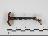 登錄號:F0034512藏品圖，第3張