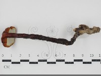 登錄號:F0034513藏品圖，第3張