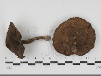 登錄號:F0034517藏品圖，第1張