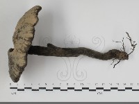 登錄號:F0034518藏品圖，第1張