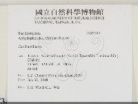 雞油菌屬藏品圖，第2張