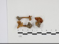 雞油菌屬藏品圖，第1張